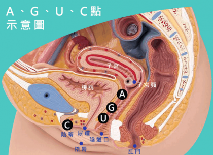 妹子的“G、A、C、U”点都在哪里？有什么作用？-颜夕资源网-第13张图片